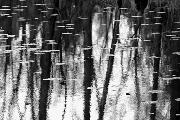 Pond Poster featuring the photograph Pond Abstract by Debbie Oppermann