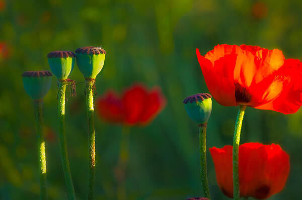 Nature Poster featuring the photograph Poppies in Evening Light by Joan Herwig