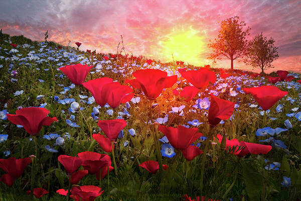 Appalachia Poster featuring the photograph Poppy Fields at Dawn by Debra and Dave Vanderlaan