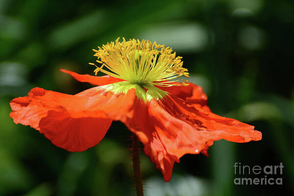 Flowers Poster featuring the photograph Poppy in Orange by Cindy Manero