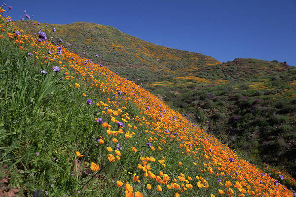 Poppies Poster featuring the photograph Poppy Superbloom on Hillside by Cliff Wassmann