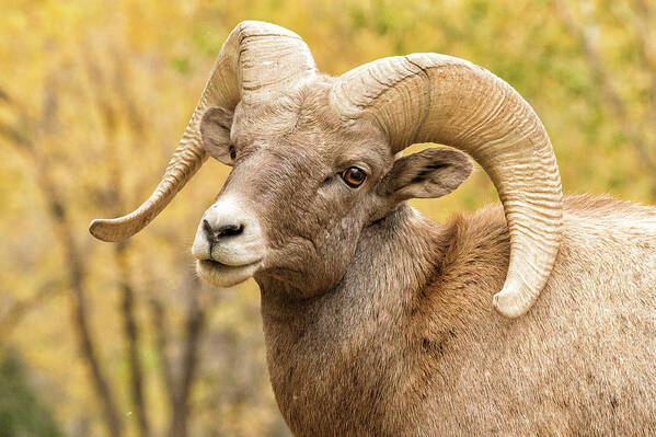 Bighorn Sheep Poster featuring the photograph Portrait of a Bighorn Sheep Ram in Fall Colors by Tony Hake
