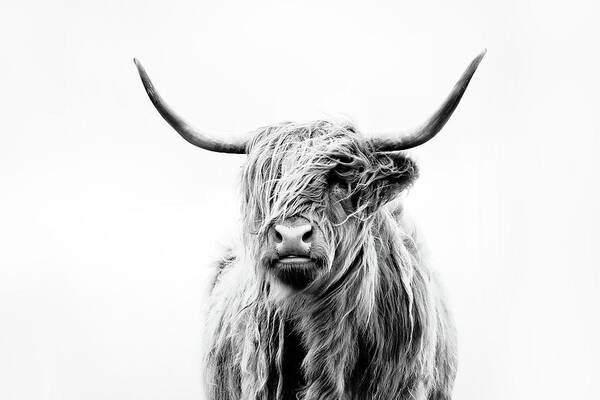 Animals Poster featuring the photograph Portrait Of A Highland Cow by Dorit Fuhg