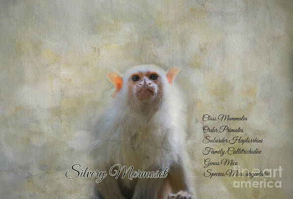Silvery Marmoset Poster featuring the mixed media Portrait Text Art by Eva Lechner