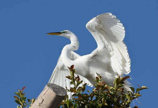 Great Egret Poster featuring the photograph Pose 2 by Fraida Gutovich