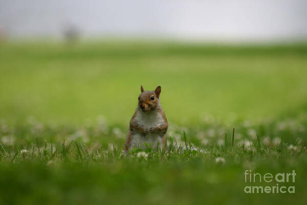 Squirrel Poster featuring the photograph Posing Squirrel by David Bishop