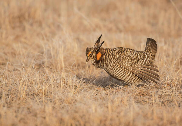 Wisconsins Prairie Chicken Poster featuring the photograph Prairie Chicken 8-2015 by Thomas Young