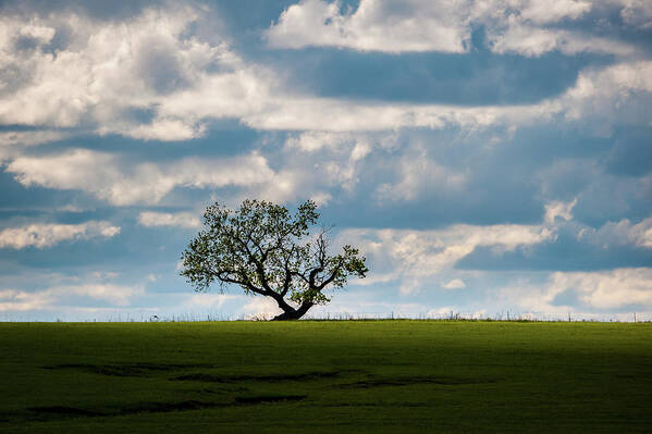 Lone Tree Poster featuring the photograph Prairie Survivor by Jeff Phillippi