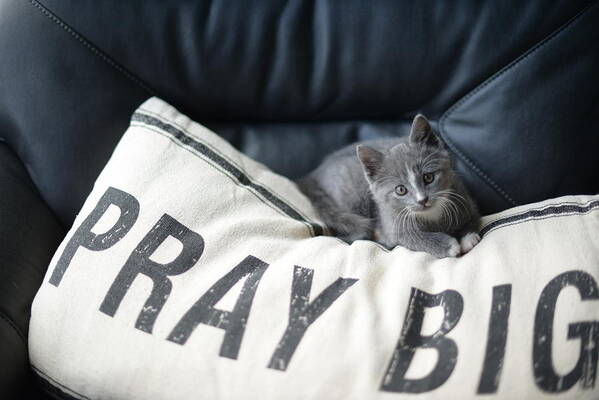 Kitten Prayers Poster featuring the photograph Pray Big by Linda Mishler