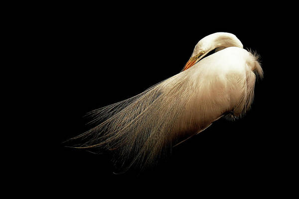 Egret Poster featuring the photograph Preening Egret by Stuart Harrison