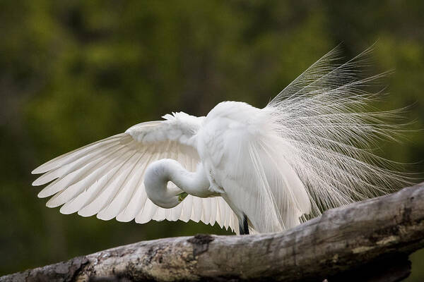 Great Egret Poster featuring the photograph Preening by Jim Miller