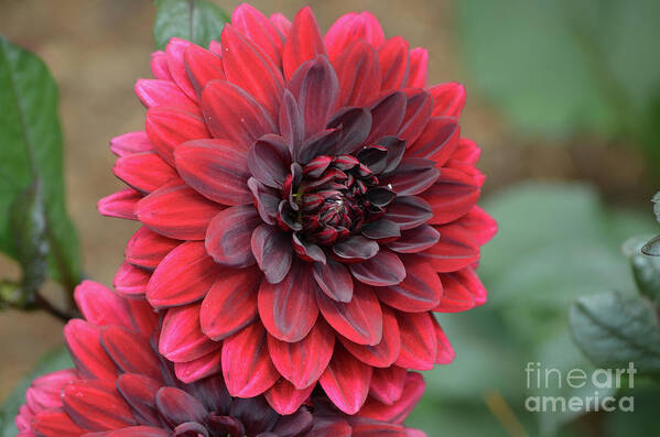 Dahlia Poster featuring the photograph Pretty Blooming Red Dahlia Flower Blossom by DejaVu Designs