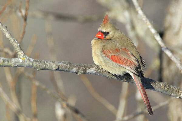 Cardinal Poster featuring the photograph Pretty Female Cardinal by Brook Burling