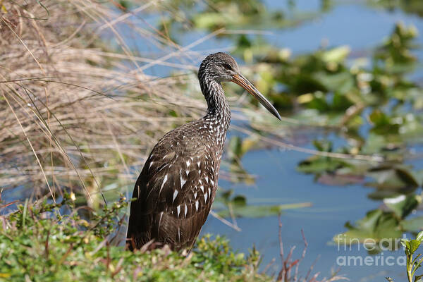 Limpkin Poster featuring the photograph Pretty Limpkin by Carol Groenen