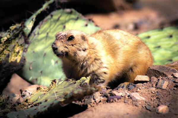 Prairie Dog Poster featuring the photograph Prickly Lunch by Mike Stephens