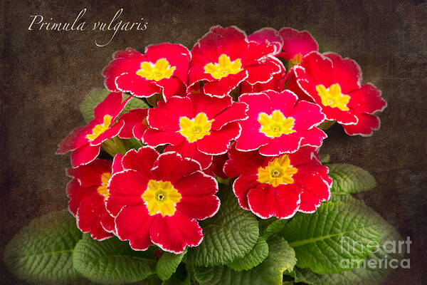 Primula Poster featuring the photograph Primula vulgaris by Marilyn Cornwell