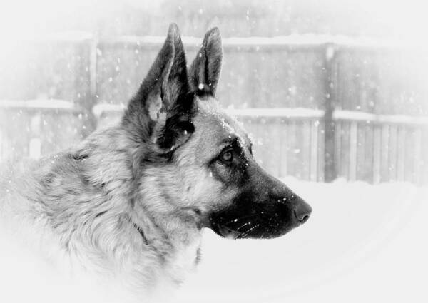 German Shepherd Dogs Poster featuring the photograph Profile Of A German Shepherd by Angie Tirado