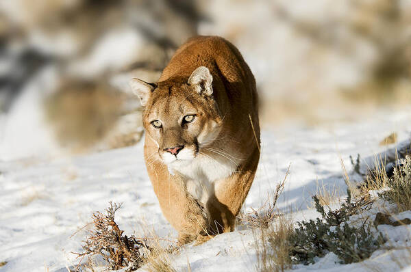 Mountain Lion Poster featuring the photograph Prowling Mountain Lion by Scott Read