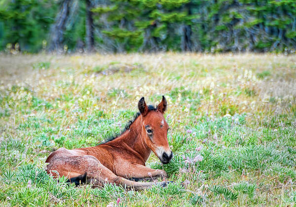 Pryor Mountain Mustangs Poster featuring the photograph Pryor Mountaina Foal by Gary Beeler