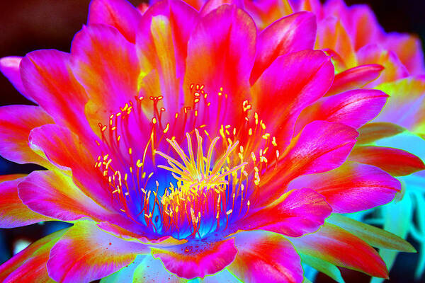 Flower Poster featuring the photograph Psychedelic Pink Flower by Richard Henne