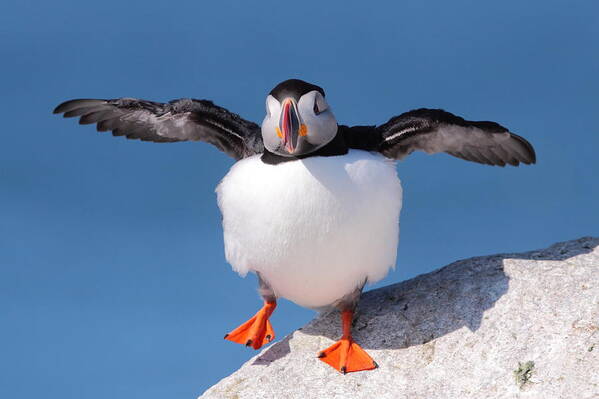 Puffin Poster featuring the photograph Puffin Dance by Bruce J Robinson