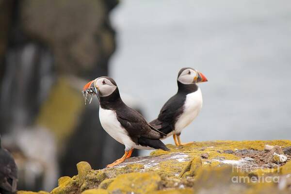 Puffin Poster featuring the photograph Puffin's by David Grant