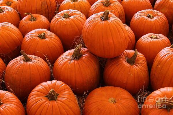 Photo For Sale Poster featuring the photograph Pumpkin Parch 3 by Robert Wilder Jr