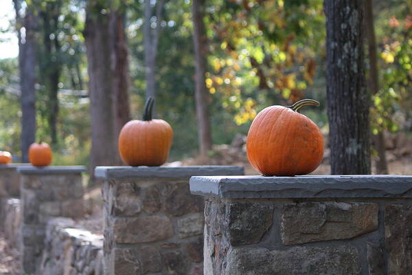 Autumn Poster featuring the photograph Pumpkin Stone Wall by Living Color Photography Lorraine Lynch