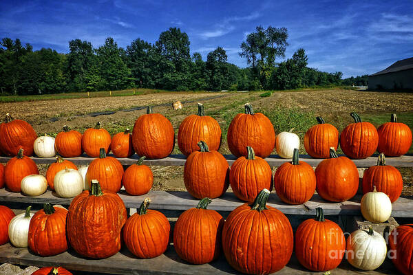 Pumpkin Poster featuring the photograph Pumpkins in a Row by Dee Flouton