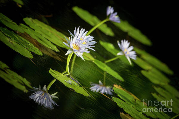 Photography Poster featuring the photograph Punaluu Lilly Pond 1 by Daniel Knighton