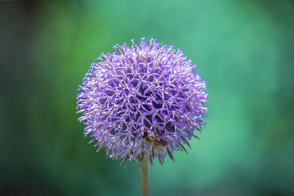 Purple Poster featuring the photograph Purple Alliums flower by Lilia S