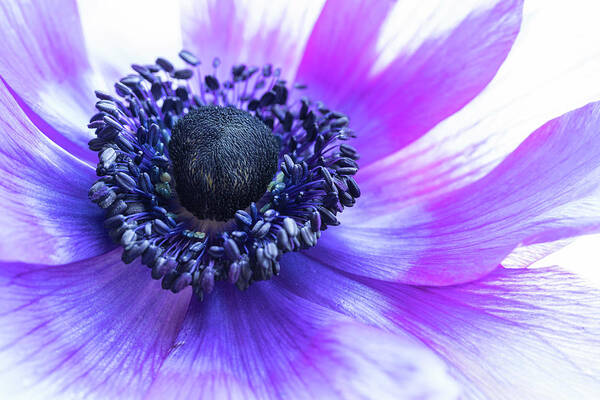 Anemone Poster featuring the photograph Purple Anemone by Kristen Wilkinson