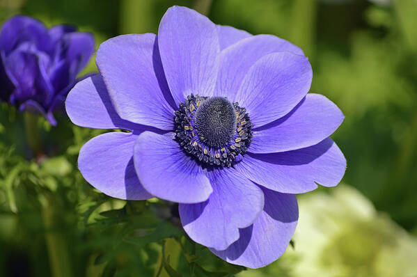 Anemone Poster featuring the photograph Purple Anemone by Terence Davis