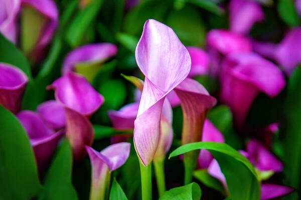 Spring Flowers Poster featuring the photograph Purple Calla Lilies by Az Jackson