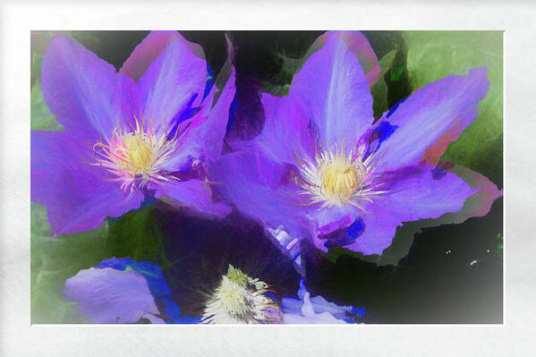 Flower Impressions Poster featuring the photograph Purple Clementis by Natalie Rotman Cote