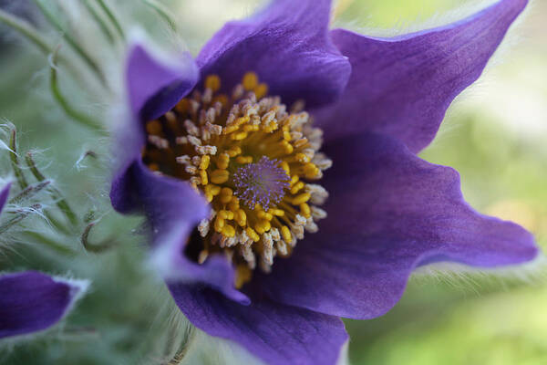 Pasqueflower Poster featuring the photograph Purple Fleece by Connie Handscomb