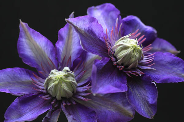 Abundant Poster featuring the photograph Purple Glow Clematis by Tammy Pool