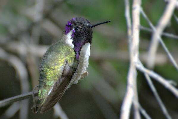 Costa's Hummingbird Poster featuring the photograph Purple Iridescence 2 by Fraida Gutovich