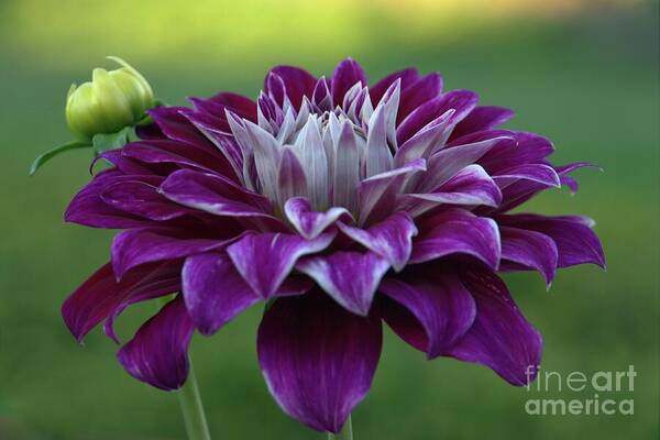 Dahlia Poster featuring the photograph Purple Lady by Patricia Strand