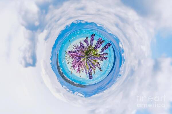 Purple Lupines Poster featuring the photograph Purple lupines - tiny planet by Claudia M Photography