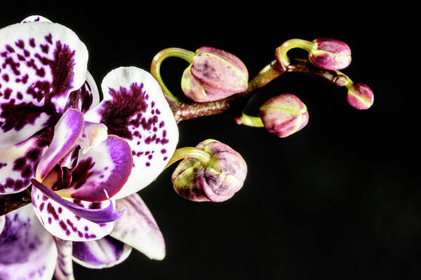 Orchid Poster featuring the photograph Purple Orchid Reaching Out by Tammy Ray