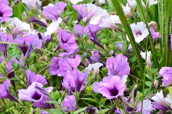 Flower Poster featuring the photograph Purple Petunias by Kim Bemis
