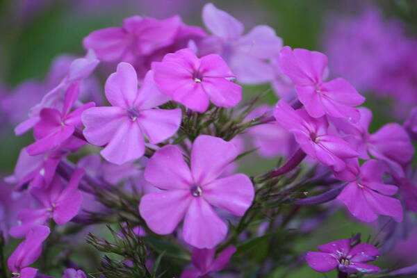 Poster featuring the photograph Purple Phlox by Aggy Duveen