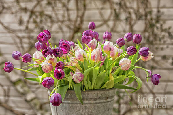 Dutch Poster featuring the photograph Purple tulips in a bucket by Patricia Hofmeester