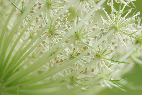 Cindi Ressler Poster featuring the photograph Queen Anne's Lace by Cindi Ressler