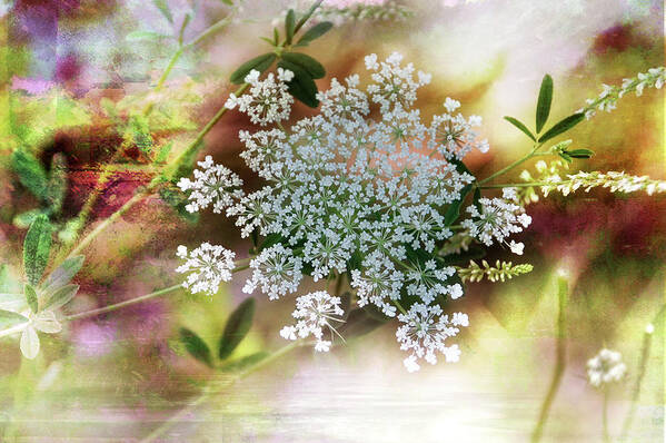 Flower Poster featuring the photograph Queen Annes Lace by Elaine Manley