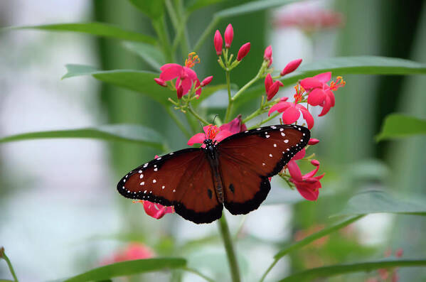 Butterfly Poster featuring the photograph Queen Butterfly on Red Flowers by Artful Imagery