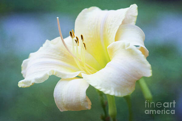 Daylily Poster featuring the photograph Queen of the Garden by Anita Pollak