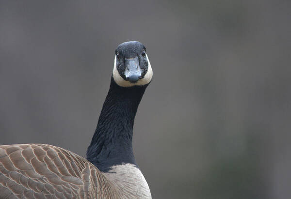 Goose Poster featuring the photograph Quizzical by Richard Andrews