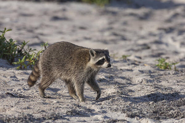 Raccoon Poster featuring the photograph Raccoon on the beach by David Watkins
